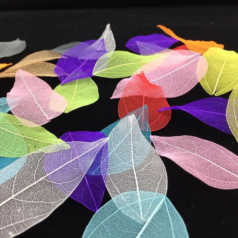 5-6cm/24pcs,Nature Real Touch  - Craft Embellishment 评论和价格