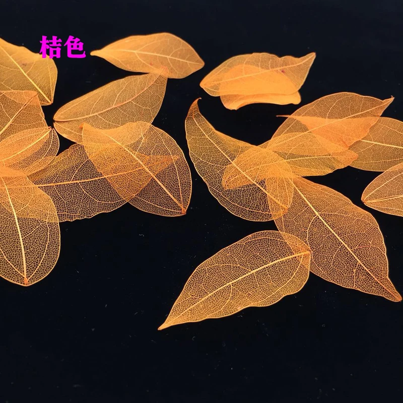 5-6cm/24pcs,Nature Real Touch  - Craft Embellishment 评论和价格